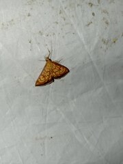 Ecpyrrhorrhoe rubiginalis