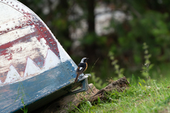 Phoenicurus auroreus