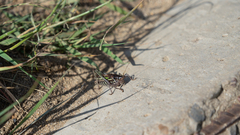 Gampsocleis sedakovii