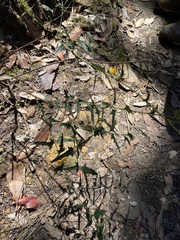 Podolobium ilicifolium