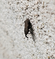 Sphenophorus parvulus