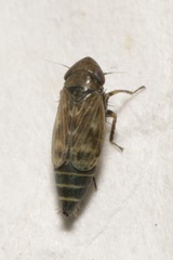 Deltocephalus pulicaris