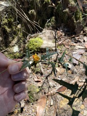 Podolobium ilicifolium