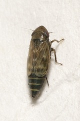 Deltocephalus pulicaris