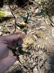 Podolobium ilicifolium