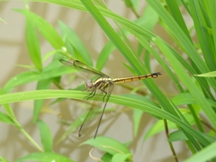 Potamarcha congener