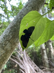 Melanis cephise