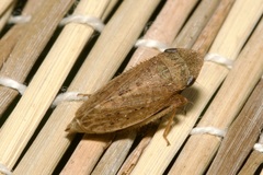 Aphrodes