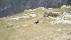 Corvus dauuricus
