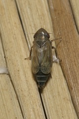 Deltocephalus pulicaris