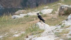 Corvus dauuricus