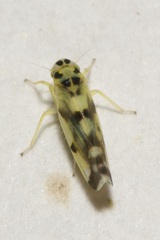 Eupteryx atropunctata