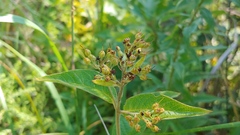 Lysimachia vulgaris