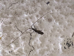 Hippopsis lemniscata