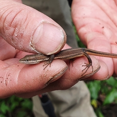 Takydromus viridipunctatus
