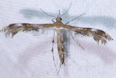 Dejongia lobidactylus