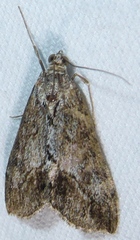 Evergestis subterminalis