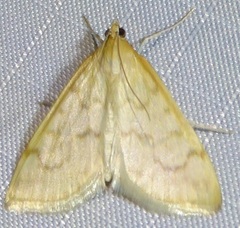 Hahncappsia pergilvalis