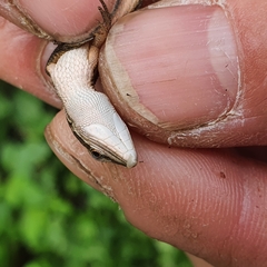 Takydromus viridipunctatus