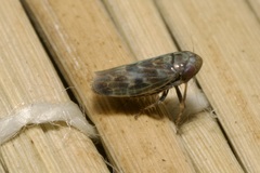 Deltocephalus pulicaris