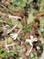 Silene tatarica