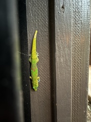 Phelsuma laticauda laticauda