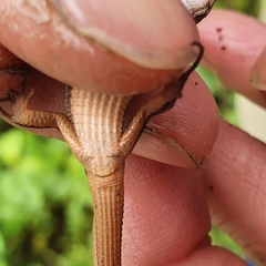 Takydromus viridipunctatus