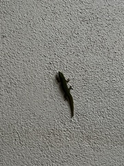 Phelsuma laticauda laticauda