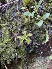 Drosera spatulata