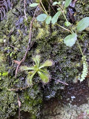 Drosera spatulata