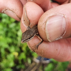 Takydromus viridipunctatus