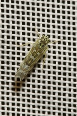 Eupteryx curtisii