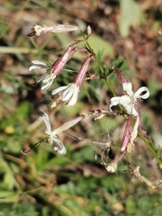 Silene tatarica
