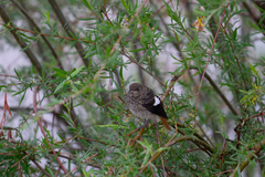 Phoenicurus auroreus