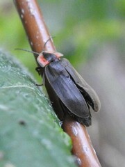Elateroidea