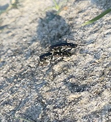 Cicindela ocellata