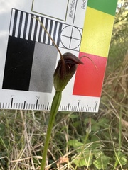 Pterostylis pedunculata