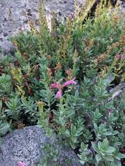 Penstemon newberryi