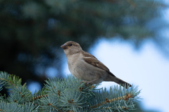 Passer domesticus
