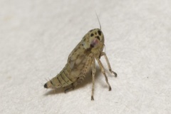 Macrosteles