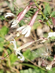 Silene tatarica