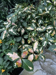 Graptophyllum pictum