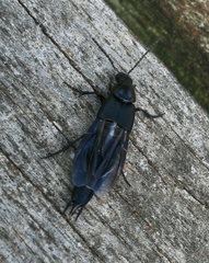 Philonthus cognatus
