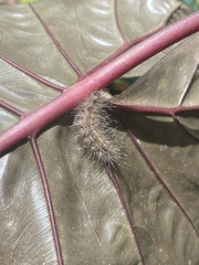 Creatonotos transiens