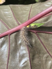 Creatonotos transiens