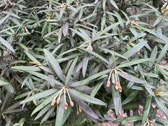 Pittosporum bicolor
