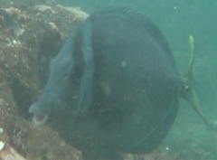 Prionurus laticlavius