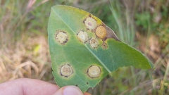Asteromyia carbonifera