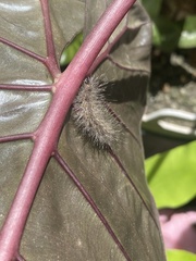 Creatonotos transiens