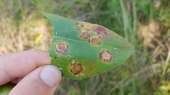 Asteromyia carbonifera